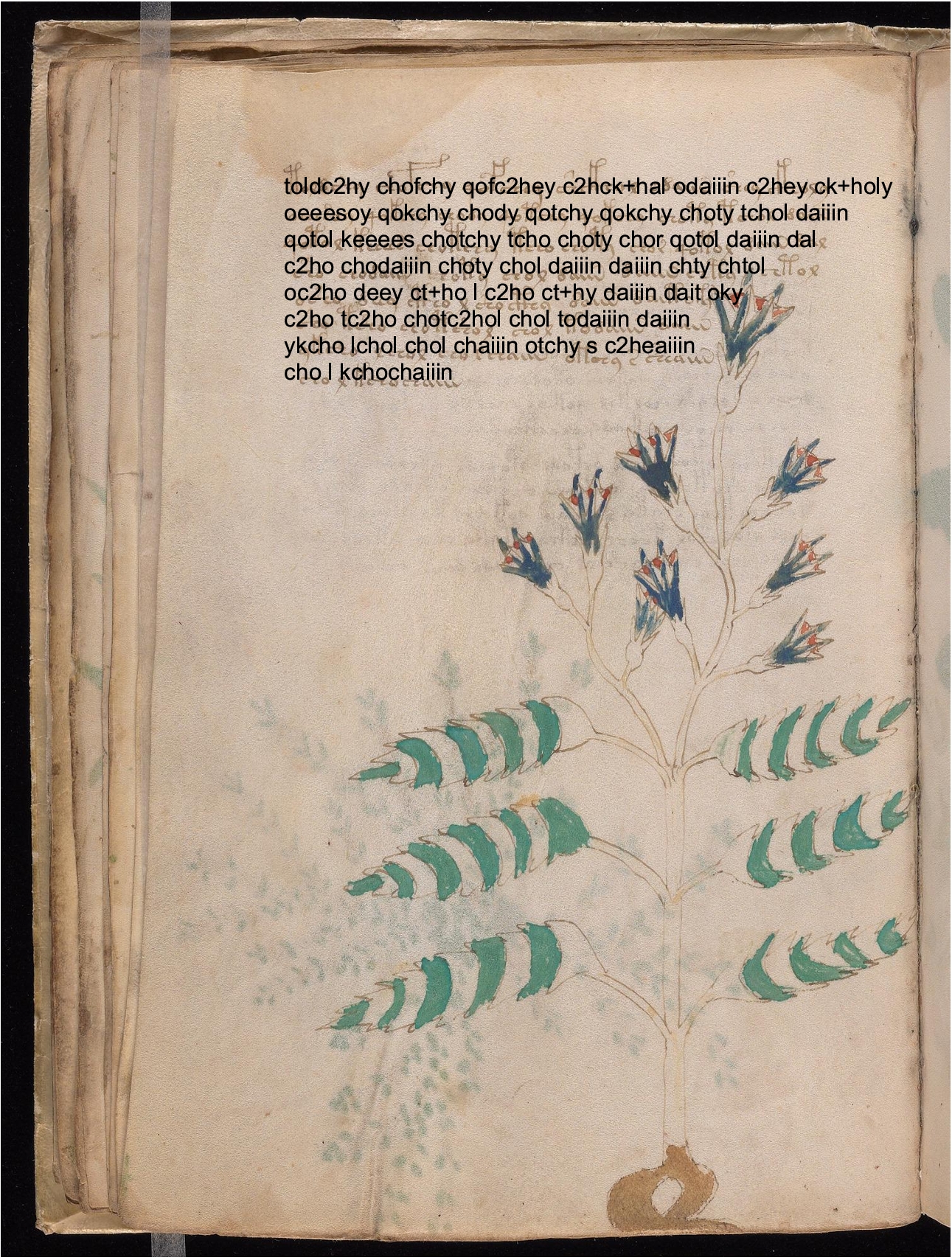 Folio 21v glyph overlay on parchment